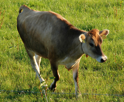 城岱牧場の牛