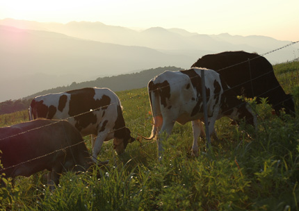 城岱牧場の牛