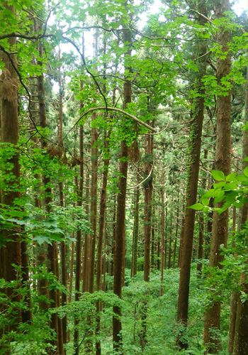函館山登山　宮の森コース