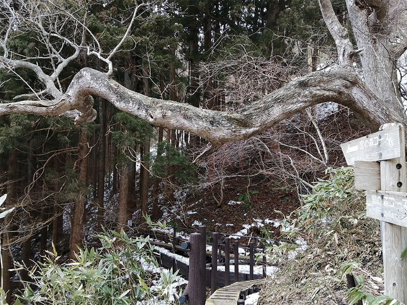 函館山　登山　宮の森コース