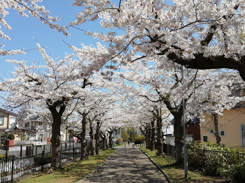 河原緑道　桜