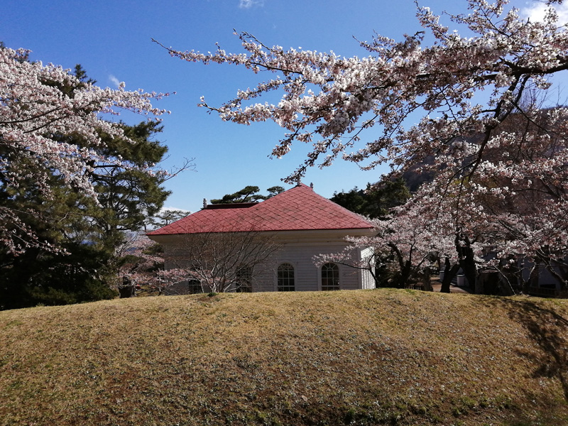 函館公園　桜