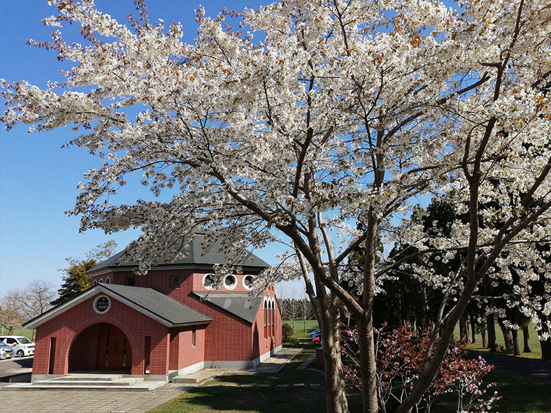 桜　トラピスト修道院　北斗市
