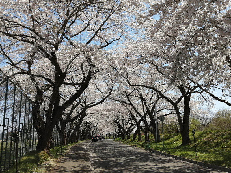 大野川沿い桜並木　北斗市