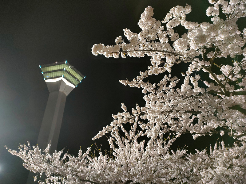 夜桜　花見　五稜郭公園