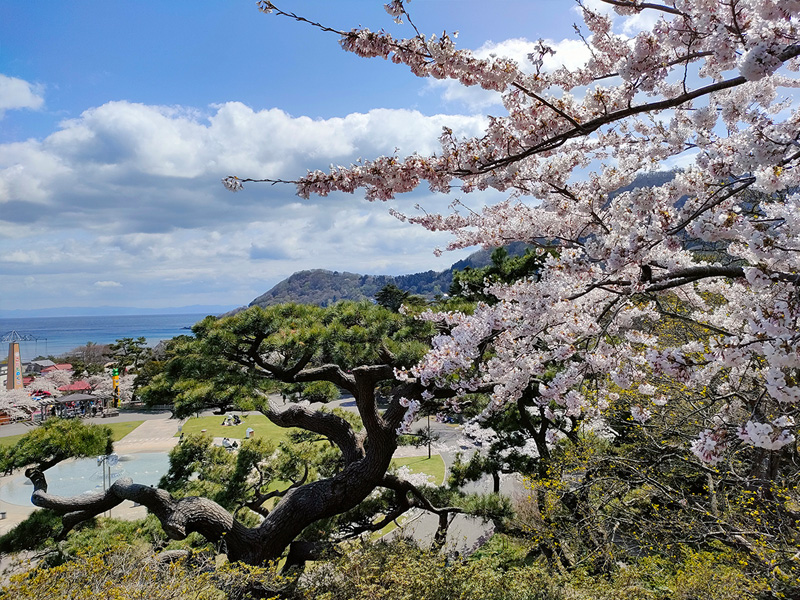 桜　花見　函館公園