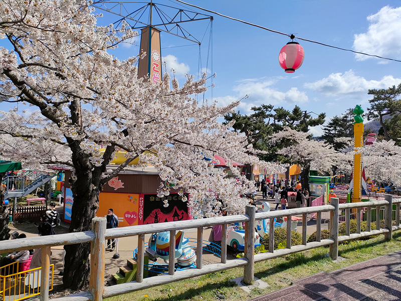 桜　花見　函館公園　こどものくに