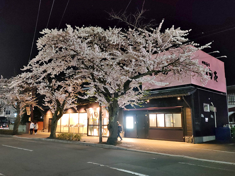旬花　回転寿司　函館　外観　夜　桜